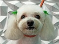 #poodle #poodlemix #poodlelove #peluqueriacaninabarinas #peluqueriacanina #perruqueria #amoloquehago #amoalosperros #amomitrabajo #doglovers #doggrooming #doglover #doggroomer #dogsofinstagram #groomindog #groom #groomingdogs #groomer #groomingdog #groomindogs #groomerlife #groomer #grooming #barinas #venezuela #josgra