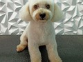 #poodle #poodlemix #poodlelove #peluqueriacania #peluqueriacaninabarinas #perruqueria #amoloquehago #amoalosperros #amomitrabajo #doglovers #doggrooming #doglover #doglove #doggroomer #dogsofinstagram #groomingdogs #groomingdog #groom #grooming #groomerlife #groomers #groomerdog #barinas #venezuela #josgra