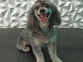 #mestiza #mestizo #peluqueriacaninabarinas #peluqueriacanina #perruqueria #doglovers #doggrooming #doglover #groomerlife #groomingdog #groomers #groomerdog #amoloquehago #amoalosperros #amomitrabajo #doglove #dogsofinstagram #doggroomer #barinas #venezuela #josgra