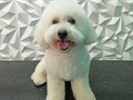 #poodle #poodlemix #poodlelove #peluqueriacanina #perruqueria #peluqueriacaninabarinas #amoloquehago #amoalosperros #amomitrabajo #doglovers #doggrooming #doglove #doggroomer #dogsofinstagram #doggroomer #doggroomers #groomingdogs #groomer #groom #groomerlife #groomers #grooming #barinas #venezuela #josgra