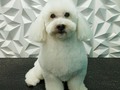 #poodle #poodlemix #poodlelove #peluqueriacaninabarinas #peluqueriacanina #perruqueria #amomitrabajo #amoalosperros #amoloquehago #doglovers #doggrooming #doglover #doglove #doggroomer #dogsofinstagram #doggroomers #groom #groomingdogs #groomer #groomingdog #grooming #groomerlife #groomers #groomerdog #barinas #venezuela #josgra