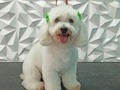 #poodlemix #poodlelove #poodle #peluqueriacaninabarinas #peluqueriacanina #perruqueria #amoloquehago #amoalosperros #amomitrabajo #groom #groomingdogs #groomer #groomingdog #grooming #groomerlife #groomers #groomerdog #doglovers #doggrooming #doglover #doglove #doggroomer #dogsofinstagram #doggroomers #barinas #venezuela #josgra