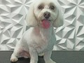 #poodlemix #peluqueriacaninabarinas #peluqueriacanina #perruqueria #amoalosperros #amomitrabajo #amoloquehago #doglovers #doggrooming #doglover #doglove #doggroomer #dogsofinstagram #doggroomers #groom #groomingdogs #groomer #grooming #groomerlife #groomingdog #doggroomers #barinas #venezuela #josgra