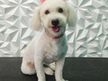 #poodlemix #peluqueriacaninabarinas #perruqueria #peluqueriacanina #amoalosperros #amomitrabajo #amoloquehago #doglovers #doggrooming #doglover #doglove #doggroomer #dogsofinstagram #doggroomers #groomingdogs #groom #groomingdog #grooming #groomerlife #groomers #groomerdog #barinas #venezuela #josgra