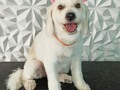 #mestiza #mestizos #peluqueriacanina #peluqueriacaninabarinas #perruqueria #amoloquehago #amoalosperros #amomitrabajo #doglovers #doggrooming #doglover #doglove #doggroomer #dogsofinstagram #doggroomers #groom #groomingdog #groomindogs #grooming #groomerlife #groomers #groomerdog #barinas #venezuela #josgra