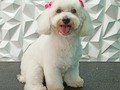 #poodle #poodlemix #poodlemini #poodlelove #amoalosperros #amomitrabajo #amoloquehago #doglovers #doggrooming #doglover #doglove #doggroomer #dogsofinstagram #doggroomers #peluqueriacaninabarinas #peluqueriacanina #perruqueria #groomingdog #groom #groomingdogs #groomer #groomers #grooming #groomerlife #groomerdog #barinas #venezuela #josgra