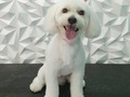 #poodle #poodlemix #peluqueriacaninabarinas #perruqueria #peluqueriacanina #amoloquehago #amoalosperros #amomitrabajo #doglovers #doggrooming #doglover #doglove #doggroomer #dogsofinstagram #doggroomers #groomingdogs #dogsofinstagram #groomingdogs #groomer #groomingdog #grooming #groomerlife #groomerdogs #groomers #groomerdog #barinas #venezuela #josgra