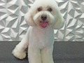 #poodle #poodlemix #poodlelove #peluqueriacaninabarinas #peluqueriacanina #perruqueria #amoalosperros #amomitrabajo #amoloquehago #doglovers #doggrooming #doglover #doglove #doggroomer #dogsofinstagram #doggroomers #groom #groomingdogs #groomingdog #groomer #grooming #groomerlife #groomerdogs #groomerdog #barinas #venezuela #josgra