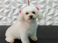 #poodle #poodlemini #poodlelove #poodemix #amoalosperros #amomitrabajo #amoloquehago #peluqueriacaninabarinas #peluqueriacanina #perruqueria #doglovers #doglover #doglove #dogsofinstagram #doggroomer #doggrooming #groom #groomingdogs #groomer #groomingdog #grooming #groomerlife #groomerdogs #groomers #groomerdog #barinas #venezuela #josgra