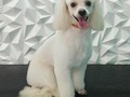 #poodle #poodlelove #poodlemini #amoloquehago #amomitrabajo #amoalosperros #doglovers #doglover #doglove #doggroomer #dogrooming #doggroomers #dogsofinstagram #groomingdogs #groomer #groomingdog #grooming #groomersdog #groomers #groomerdog #venezuela #barinas #josgra