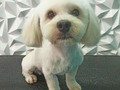 #poodle #poodlemix #poodlelove #peluqueriacaninabarinas #peluqueriacanina #perruqueria #doglovers #doglover #doglove #doggroomer #dogrooming #dogsofinstagram #doggroomers #amoloquehago #amoalosperros #amomitrabajo #groomingdogs #groomer #groomingdog #grooming #groomersdog #groomers #groomerdog #barinas #venezuela #josgra