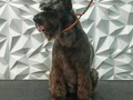 #schnauzer #schnauzerlove #peluqueriacaninabarinas #peluqueriacanina #perruqueria #amoalosperros #amoloquehago #amomitrabajo #doglovers #doglover #doglove #doggroomer #dogrooming #dogsofinstagram #doggroomers #groomingdogs #groomer #groomingdog #grooming #groomersdog #groomers #groomerdog #barinas #venezuela #josgra