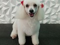 #poodle #poodlelove #poodlemini #poodlegroomer #oveja #cordero #amoalosperros #amoloquehago #amomitrabajo #doglovers #doglover #doglove #doggroomer #dogrooming #dogsofinstagram #doggroomers #groomingdogs #groomer #groomingdog #grooming #groomersdog #groomers #groomerdog #barinas #venezuela #josgra
