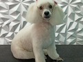 #poodle #poodlemix #poodlelove #peluqueriacaninabarinas #peluqueriacanina #perruqueria #amoloquehago #amoalosperros #amomitrabajo #doglovers #doglover #doglove #doggroomer #dogrooming #doggroomer #dogrooming #dogsofinstagram #groomingdogs #groomer #groomingdog #grooming #groomersdog #groomers #groomerdog #barinas #venezuela #josgra