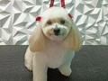 #poodle #poodlelove #poodlemini #peluqueriacaninabarinas #peluqueriacanina #perruqueria #amoloquehago #amoalosperros #amomitrabajo #doglovers #doglover #doglove #doggroomer #dogroominglife #dogrooming #dogsofinstagram #doggroomers #groomingdogs #groomer #groomingdog #grooming #groomersdog #groomers #groomerdog #barinas #venezuela #josgra