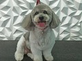 #poodlelove #poodle #poodlemix #peluqueriacaninabarinas #perruqueria #peluqueriacanina #amoloquehago #amoalosperros #amomitrabajo #doglovers #doglover #doglove #doggroomer #dogroominglife #dogrooming #dogsofinstagram #doggroomers #groomingdogs #groomer #groomingdog #grooming #groomersdog #groomers #groomerdog #barinas #venezuela #josgra