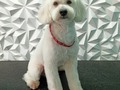 #poodle #poodlemix #poodlelove #poodlegroomer #amoloquehago #amoalosperros #amomitrabajo #groomingdogs #groomer #groomingdog #grooming #groomersdog #groomers #groomerdog #doglovers #doglover #doglove #doggroomer #dogroominglife #dogrooming #dogsofinstagram #doggroomers #barinas #venezuela #josgra