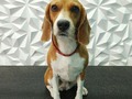 #beagle #peluqueriacanina #perruqueria #peluqueriacaninavenezuela #amoloquehago #amomitrabajo #doglover #doglovers #doglove #dogloversofinstagram #dogloversclub #groom #grooming #groomers #groomer #doggroomer #groomerdog #barinas #venezuela #josgra