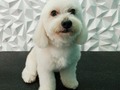 #poodle #poodlelove #poodlegroomer #poodlemix #peluqueriacaninavenezuela #peluqueriacanina #perruqueria #amoloquehago #amomitrabajo #doglovers #doggrooming #doglover #doglove #dogloversclub #doggroomer #dogloversofinstagram #groom #groomer #groomingdog #grooming #groomers #groomerdog #venezuela #barinas #josgra
