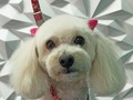 #poodle #poodlelove #poodlegroomer #peluqueriacanina #peluqueriacaninavenezuela #perruqueria #amoloquehago #amomitrabajo #doglovers #doggrooming #doglover #doglove #dogloversclub #doggroomer #dogloversofinstagram #groom #groomer #groomingdog #grooming #groomers #groomerdog #barinas #venezuela #josgra