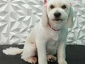 #mestiza #mestizos #amomitrabajo #amoloquehago #peluqueriacanina #perruqueria #peluqueriacaninavenezuela #doglovers #doggrooming #doglover #doglove #dogloversclub #doggroomer #dogloversofinstagram #groom #groomer #groomingdog #grooming #groomers #groomerdog #barinas #venezuela #josgra