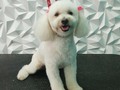 #poodlelove #poodle #poodlegroomer #amomitrabajo #amoloquehago #doglovers #doggrooming #doglover #doglove #dogloversclub #dogloversofinstagram #doggroomer #groom #groomer #groomingdog #grooming #groomers #groomerdog #barinas #venezuela #josgra