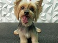Ya son #11 #años 😱 #yorkie #yorkshire #yorky #peluqueriacaninavenezuela #peluqueriacanina #perruqueria #doglovers #doggrooming #doglover #doglove #dogloversclub #doggroomer #dogloversofinstagram #groom #groomer #groomingdog #grooming #groomers #groomerdog #barinas #venezuela #josgra