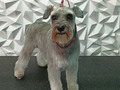 #schnauzer #salypimienta #peluqueriacaninavenezuela #peluqueriacanina #perruqueria #amoloquehago #amomitrabajo #doglovers #doggrooming #doglover #doglove #dogloversclub #doggroomer #dogloversofinstagram #groom #groomer #groomingdog #grooming #groomers #groomerdog #barinas #venezuela #josgra