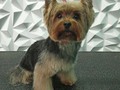 #yorkshire #yorky #yorkie #yorkshireterrier #perruqueria #peluqueriacanina #peluqueriacaninavenezuela #amoloquehago #amomitrabajo #doglovers #doggrooming #doglover #doglove #dogloversclub #doggroomer #dogloversofinstagram #groom #groomer #groomingdog #grooming #groomers #groomerdog #barinas #venezuela #josgra