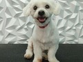 #poodle #poodlemix #poodlelove #poodlegroomer #amoloquehago #amomitrabajo #perruqueria #peluqueriacanina #peluqueriacaninavenezuela #peluqueriacaninabarinas #doglovers #doggrooming #doglover #doglove #dogloversclub #doggroomer #dogloversofinstagram #groom #groomer #groomingdog #grooming #groomers #groomerdog #barinas #venezuela #josgra