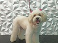 #poodlemix #poodlelove #poodlegroomer #poodle #perruqueria #peluqueriacanina #peluqueriacaninabarinas #peluqueriacaninavenezuela #asiastyle #amomitrabajo #amoloquehago #doglovers #doggrooming #doglover #doglove #dogloversclub #doggroomer #dogloversofinstagram #groom #groomer #groomingdog #grooming #groomerlife #groomers #groomerdog #barinas #venezuela #josgra