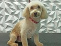 #poodle #poodlemix #poodlelove #poodlegroomer #peluqueriacaninavenezuela #peluqueriacaninabarinas #peluqueriacanina #perruqueria #doglovers #doggrooming #doglove #doglover #dogloversclub #doggroomer #dogloversofinstagram #groomer #groom #groomingdog #grooming #groomerlife #groomers #groomerdog #barinas #venezuela #josgra