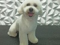 #poodle #poodlelove #poodlegroomer #peluqueriacaninabarinas #peluqueriacaninavenezuela #peluqueriacanina #perruqueria #amoloquehago #amomitrabajo #doglovers #doggrooming #doglover #doglove #dogloversclub #doggroomer #dogloversofinstagram #groom #groomer #groomingdog #grooming #groomerlife #groomers #groomerdog #barinas #venezuela #josgra