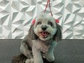 #peluqueriacaninavenezuela #peluqueriacaninabarinas #peluqueriacanina #perruqueria #doglovers #doggrooming #doglove #dogloversclub #doggroomer #dogloversofinstagram #groomingdog #groom #grooming #groomer #groomerlife #groomers #groomerdog #amoloquehago #amomitrabajo #barinas #venezuela #josgra