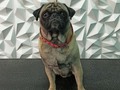 #pug #puglove #peluqueriacaninabarinas #peluqueriacaninavenezuela #peluqueriacanina #perruqueria #doglovers #doggrooming #doglove #dogloversclub #doggroomer #dogloversofinstagram #groom #groomer #groomingdog #grooming #groomerlife #groomers #groomerdog #barinas #venezuela #josgra