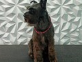 #schnauzer #peluqueriacaninabarinas #peluqueriacanina #perruqueria #peluqueriacaninavenezuela #doglovers #doggrooming #doglove #doglover #dogloversclub #doggroomer #dogoftheday #dogloversofinstagram #groomer #groom #groomingdog #grooming #groomerlife #groomers #groomerdog #barinas #venezuela #josgra