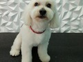 #poodle #poodlemix #poodlegroomer #poodlelove #peluqueriacaninabarinas #peluqueriacaninavenezuela #peluqueriacanina #perruqueria #amoloquehago #amomitrabajo #doglovers #doglover #doggrooming #dogloversclub #doglove #doggroomer #dogloversofinstagram #groomer #grooming #groomingdog #groomerlife #groomers #groomerdog #barinas #venezuela #josgra