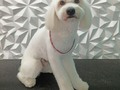 #poodle #poodlemix #poodlelove #peluqueriacaninavenezuela #peluqueriacaninabarinas #peluqueriacanina #doglovers #doggrooming #doglover #doglove #doggroomer #groomingvenezuela #groomer #grooming #groomerlife #groomerdog #josgra #barinas #venezuela