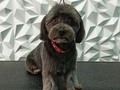 #mestizos #amoloquehago #amoalosperros #doglovers #doggrooming #doglover #doglove #doggroomer #groomer #groomingvenezuela #groomervenezuela #groomerlife #groomerdog #grooming #groomers #doglovers #doggrooming #doglover #doglove #doggroomer #dog #barinas #venezuela #vengapabarinas #josgra