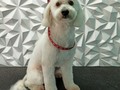 #poodlemix #poodlelove #poodle #amoalosperros #amoloquehago #groomingvenezuela #groomervenezuela #groomer #grooming #groomerlife #groomers #groomerdog #doglovers #doggrooming #doglover #doglove #doggroomer #dog #barinas #venezuela #vengapabarinas #josgra