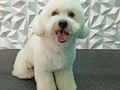 #poodlelove #poodle #poodlemix #doglovers #doggrooming #doglover #doglove #doggroomer #dog #amoalosperros #amoloquehago #groomingvenezuela #groomervenezuela #groomer #groomer #grooming #groomerlife #groomers #groomers #groomerlife #groomers #groomerdog #barinas #venezuela #vengapabarinas #josgra #peluqueriacanina #perruqueria