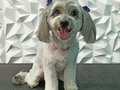 #poodle #poodlemix #poodlelove #perruqueria #peluqueriacaninabarinas #peluqueriacanina #peluqueriacaninavenezuela #amoalosperros #amoloquehago #doglovers #doggrooming #doglover #doglove #doggroomer #dog #groomervenezuela #groomingvenezuela #groomer #grooming #groomerlife #groomerlife #groomers #groomerdog #vengapabarinas #venezuela #barinas #josgra