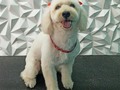 #poodle#poodlelove #poodlemix #peluqueriacanina #peluqueriacaninavenezuela #perruqueria #amoloquehago #amoalosperros #doglover #doglovers #doglove #doggrooming #dogloversofinstagram #groom #groomer #groomers #groomerlife #grooming #groomingdog #barinas #venezuela #josgra