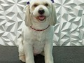 #mestiza #mestizos #peluqueriacanina #peluqueriacaninavenezuela #perruqueria #amoalosperros #amoloquehago #doglovers #doggrooming #doglover #doglove #dogloversofinstagram #groom #groomingdog #groomer #grooming #groomerlife #groomers #barinas #venezuela #josgra