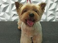 #yorkie #yorkshire #peluqueriacaninavenezuela #peluqueriacanina #perruqueria #amoloquehago #amoalosperros #doglovers #doglover #doggrooming #doglove #dogloversofinstagram #groom #groomer #groomingdog #grooming #groomerlife #groomers #barinas #venezuela #vengapabarinas #josgra