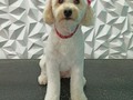 #poodle #poodlelove #poodlemix #peluqueriacanina #peluqueriacaninavenezuela #perruqueria #amoloquehago #amoalosperros #doglovers #doggrooming #doglover #doglove #dogloversofinstagram #groom #groomer #groomingdog #grooming #groomerlife #groomers #barinas #venezuela #vengapabarinas #josgra