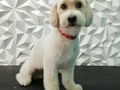 #poodlemix #mestizos #peluqueriacanina #peluqueriacaninavenezuela #perruqueria #amoloquehago #amoalosperros #doglovers #doggrooming #doglover #doglove #dogloversofinstagram #groom #groomer #groomingdog #grooming #groomerlife #groomers #barinas #venezuela #vengapabarinas #josgra