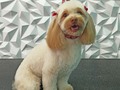 #poodle #poodlelove #perruqueria #peluqueriacanina #peluqueriacaninavenezuela #doglovers #doggrooming #doglove #doglover #dogloversofinstagram #groom #groomer #groomingdog #grooming #groomerlife #groomers #barinas #venezuela #vengapabarinas #josgra