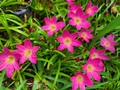 🌺