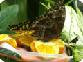 Butterfly Lunch 2
